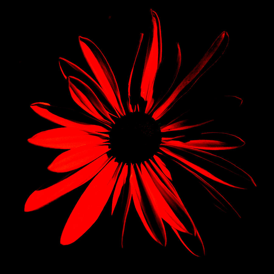 Flower 2 Digital Art by Maggy Marsh