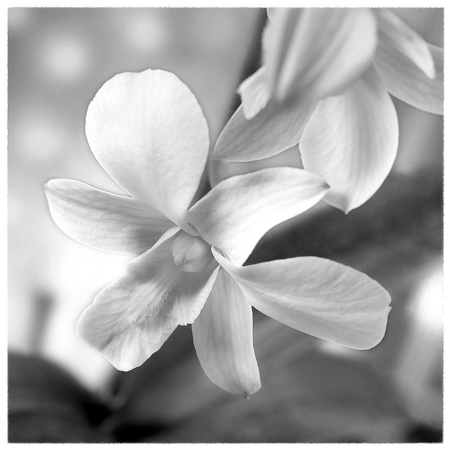 White Orchid Photograph by Mike McGlothlen