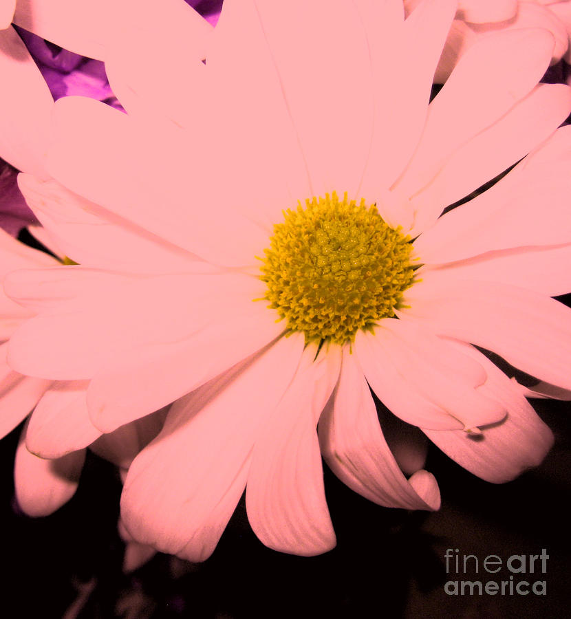 Daisy flower. Created pink Digital Art by Oksana Semenchenko