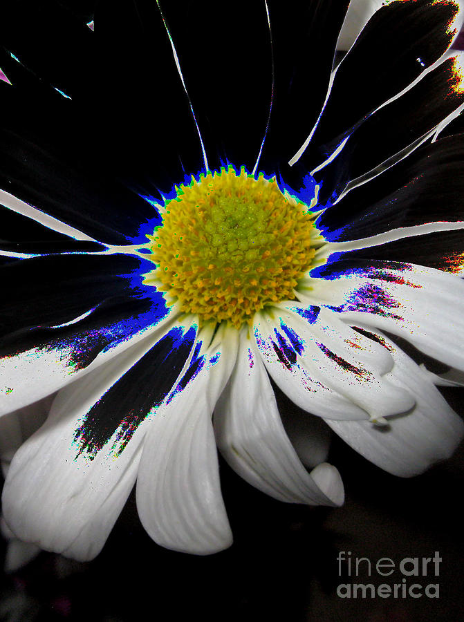Art. White-Black-Yellow Flower 2c10  Digital Art by Oksana Semenchenko
