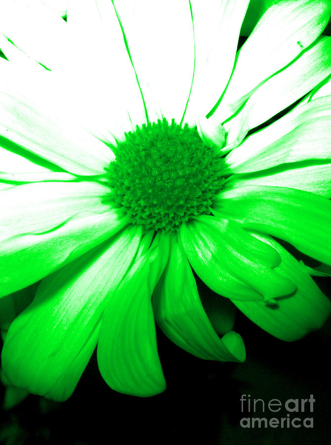 Daisy flower. Green Digital Art by Oksana Semenchenko