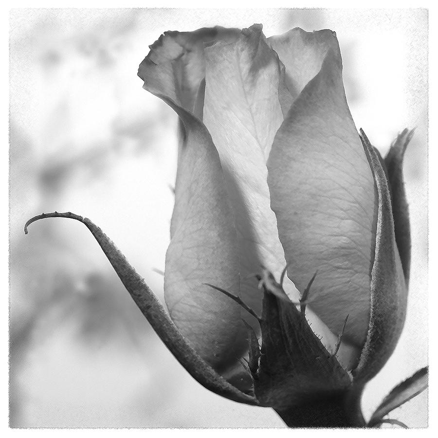 Blooming Rose Photograph by Mike McGlothlen