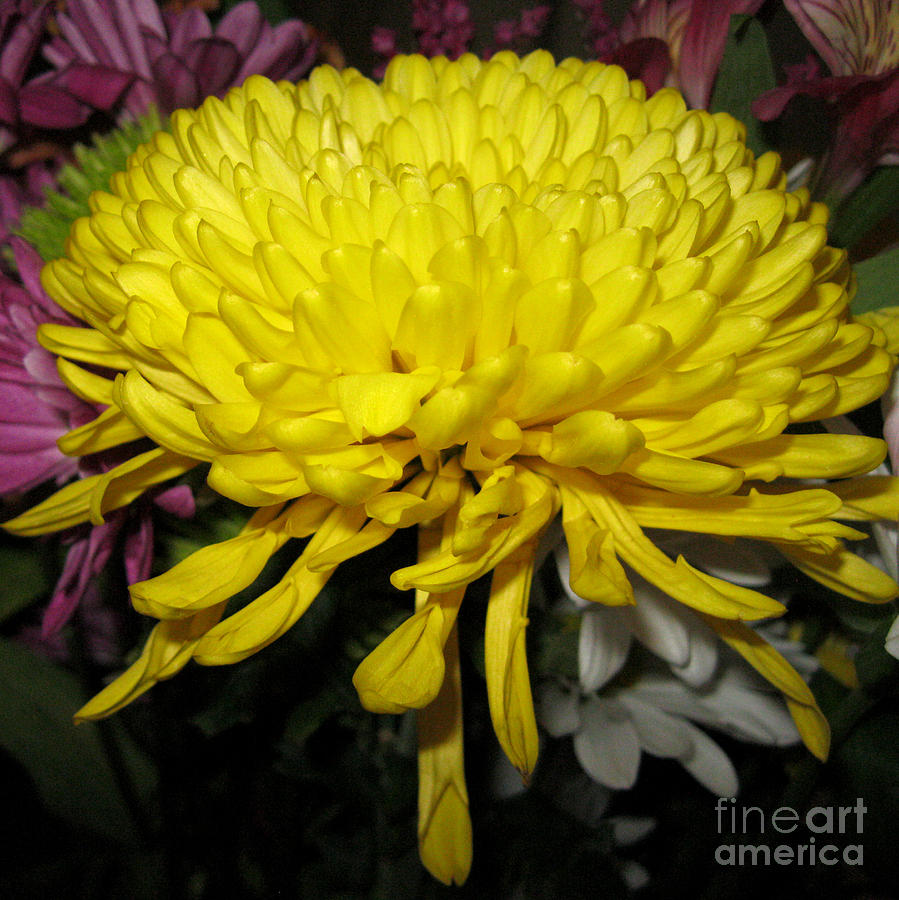 Flowers Still Life Photograph - Yellow Queen. Beautiful Flowers Collection for Home by Oksana Semenchenko