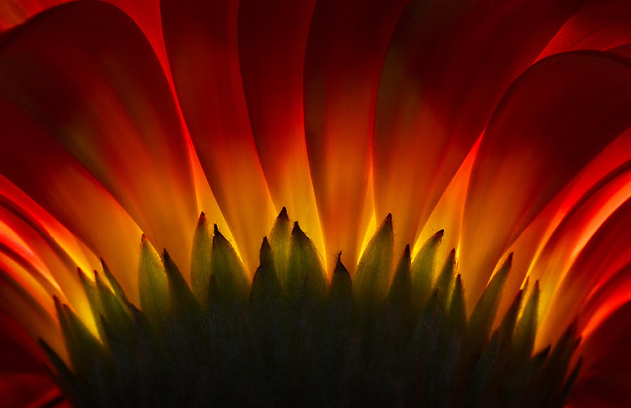 Flower Ablaze Photograph