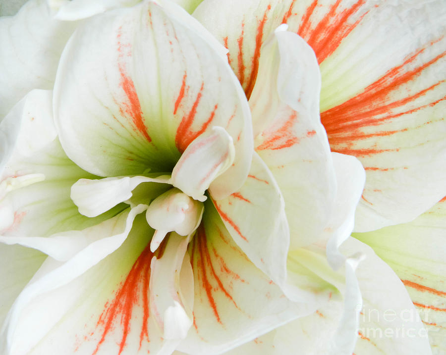 Nature Photograph - Flower Abstract by Andrea Anderegg