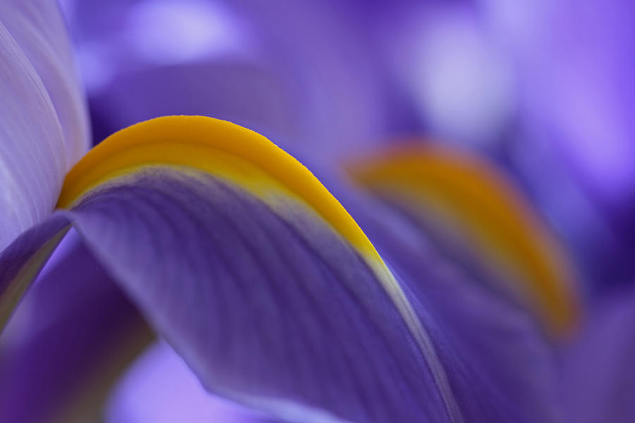 Flower Abstraction Photograph by Juergen Roth