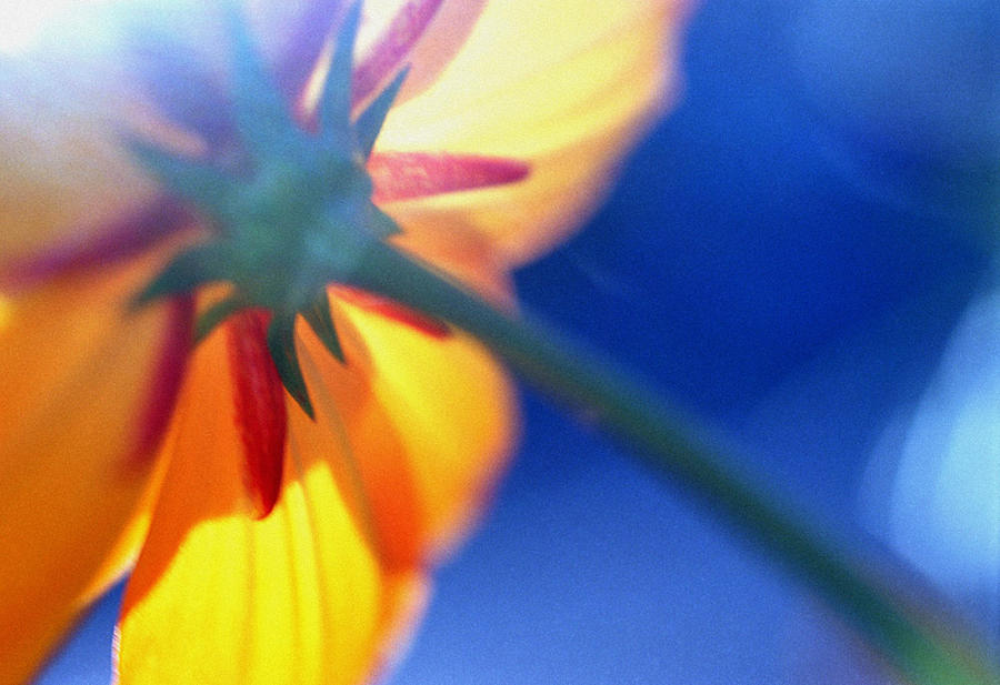 Flower against the sun Photograph by Arkady Kunysz