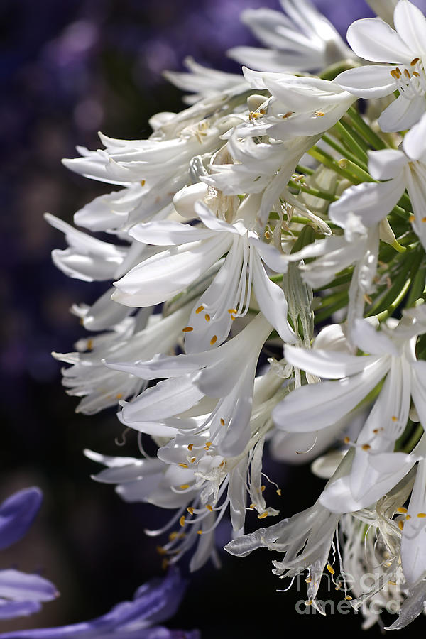 Flower-agapanthus-white-flora Photograph by Joy Watson