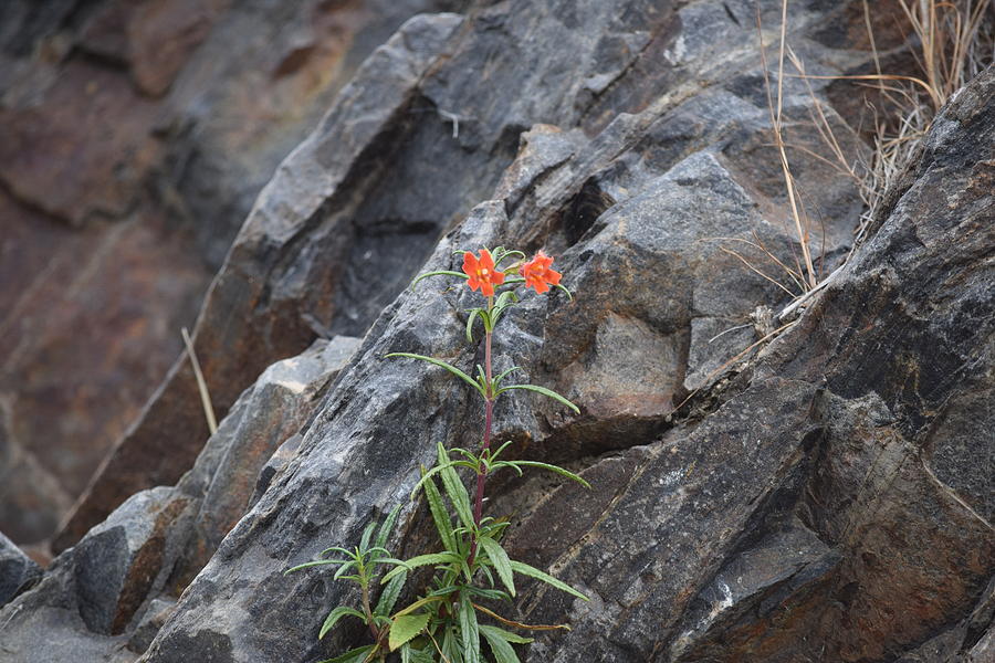 Flower Among The Rocks Photograph