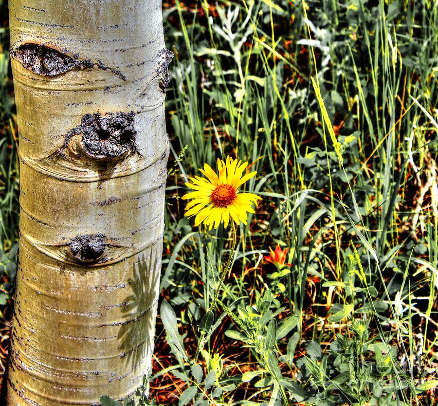 Flower and Bark Photograph by Steven Parker