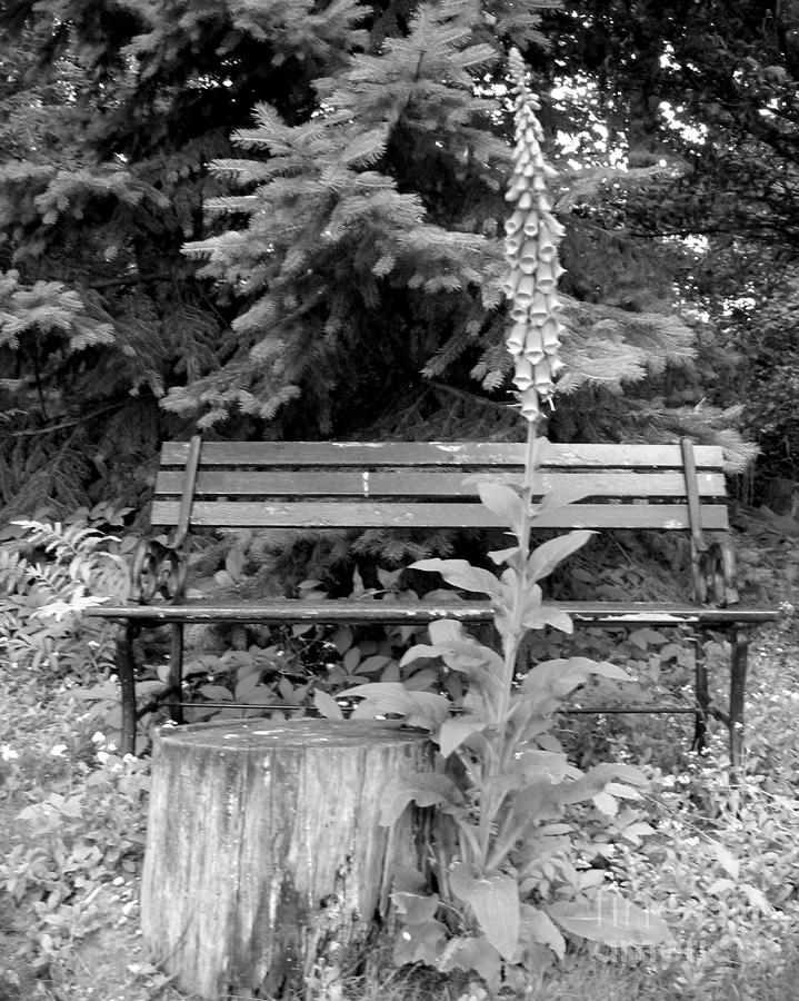Flower and Bench Photograph by Patricia Januszkiewicz