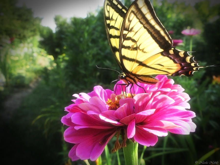 Flower and Butterfly Photograph by Nicola Nobile