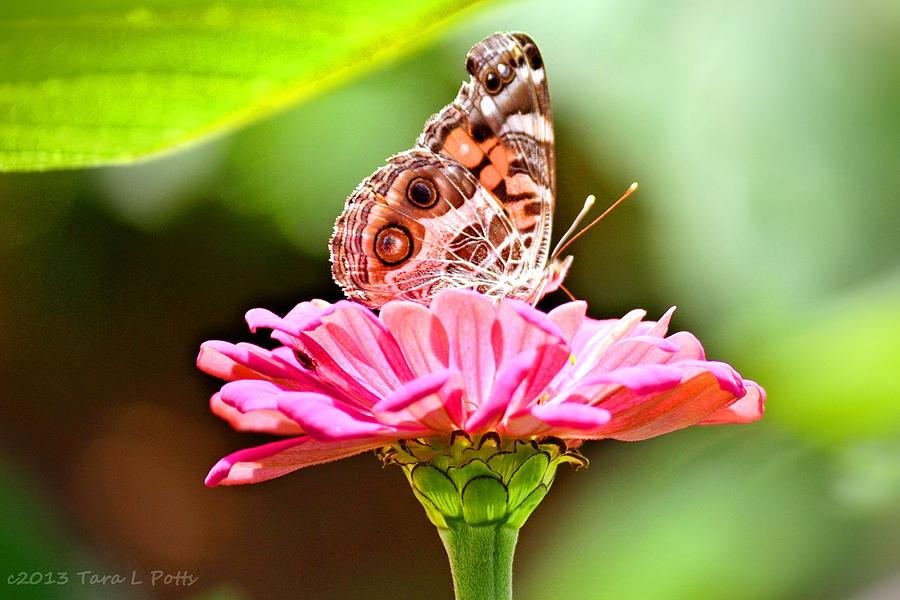 Flower and Butterfly Photograph by Tara Potts