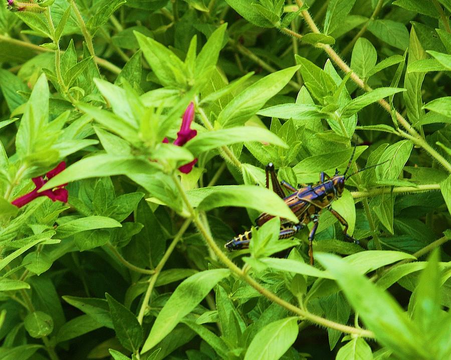 Flower And Grasshopper Photograph