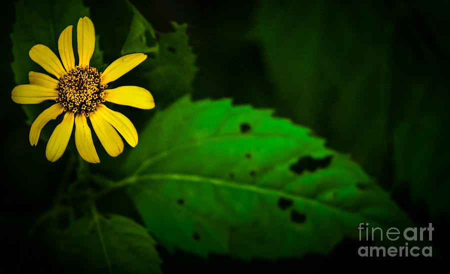 Flower And Leaf Photograph by Michael Arend