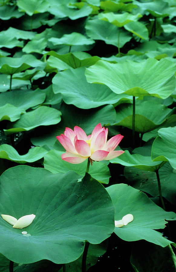 Flower And Leaves Of Sacred Lotus. Photograph by Dr Jeremy Burgess/science Photo Library