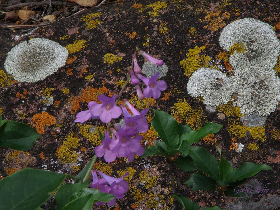 Flower and lichen Photograph by George Tuffy