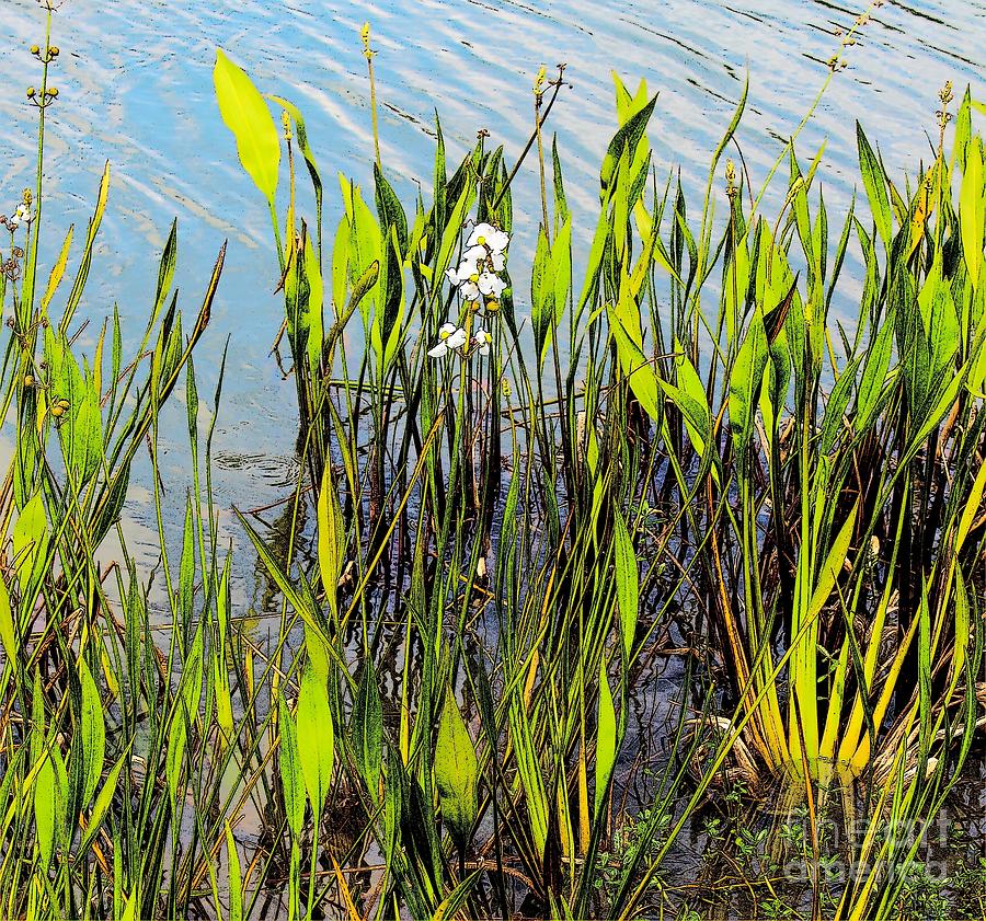 Flower and Pond Grass Photograph by Jeanne Forsythe