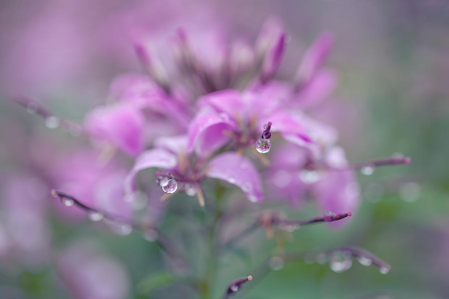 Flower and Rain Droplets Photograph by June Marie Sobrito