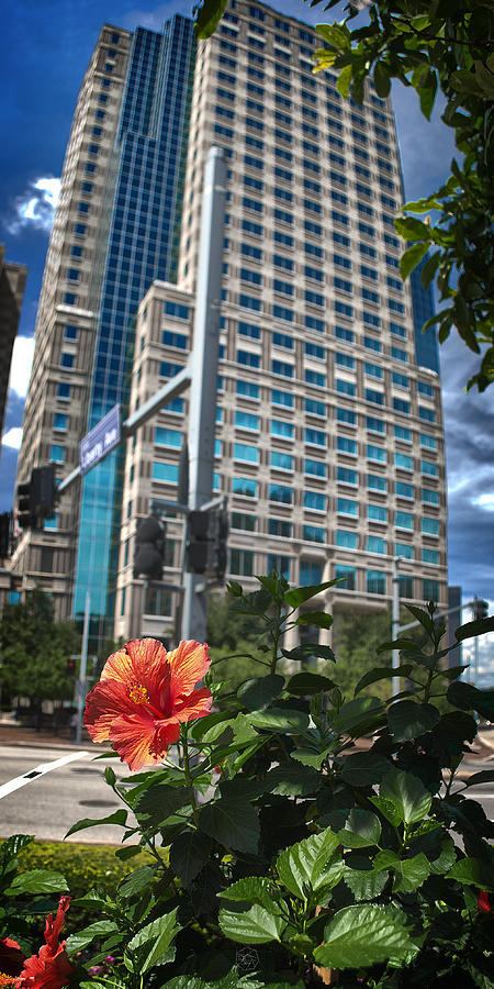 Flower and Skyscraper Photograph by Brian Archer - Fine Art America