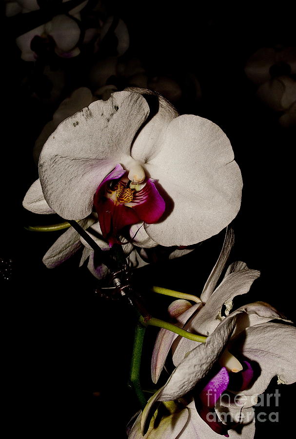 Flower Photograph by Arik S Mintorogo