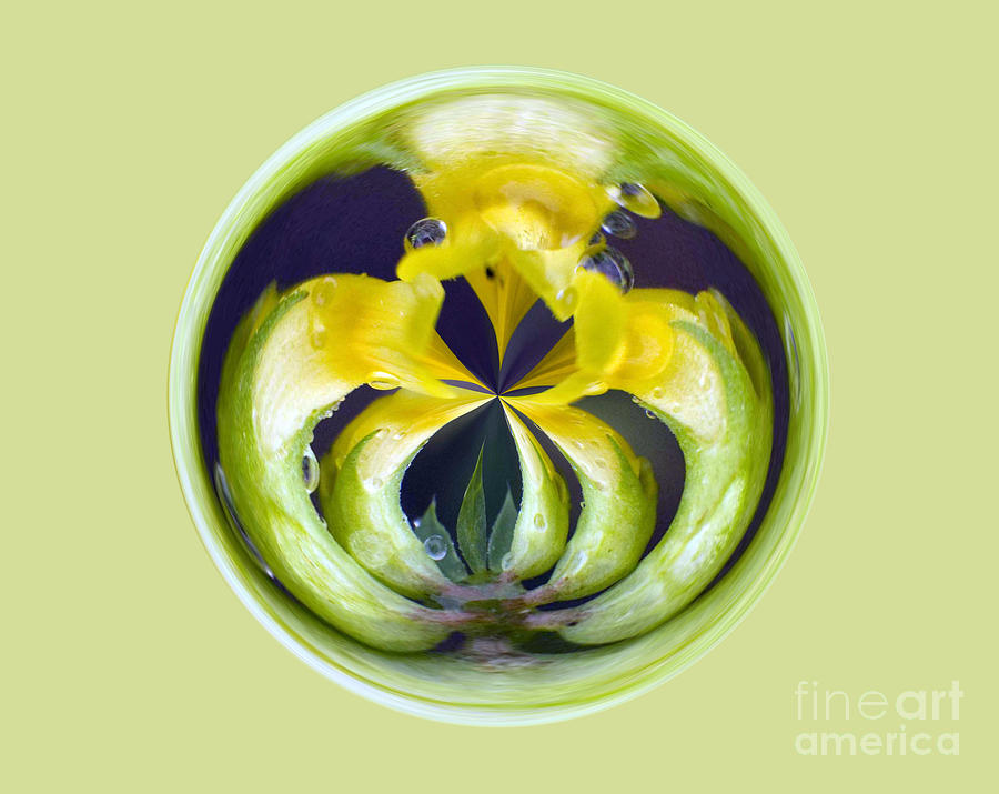 Abstract Photograph - Flower Arms by Darleen Stry