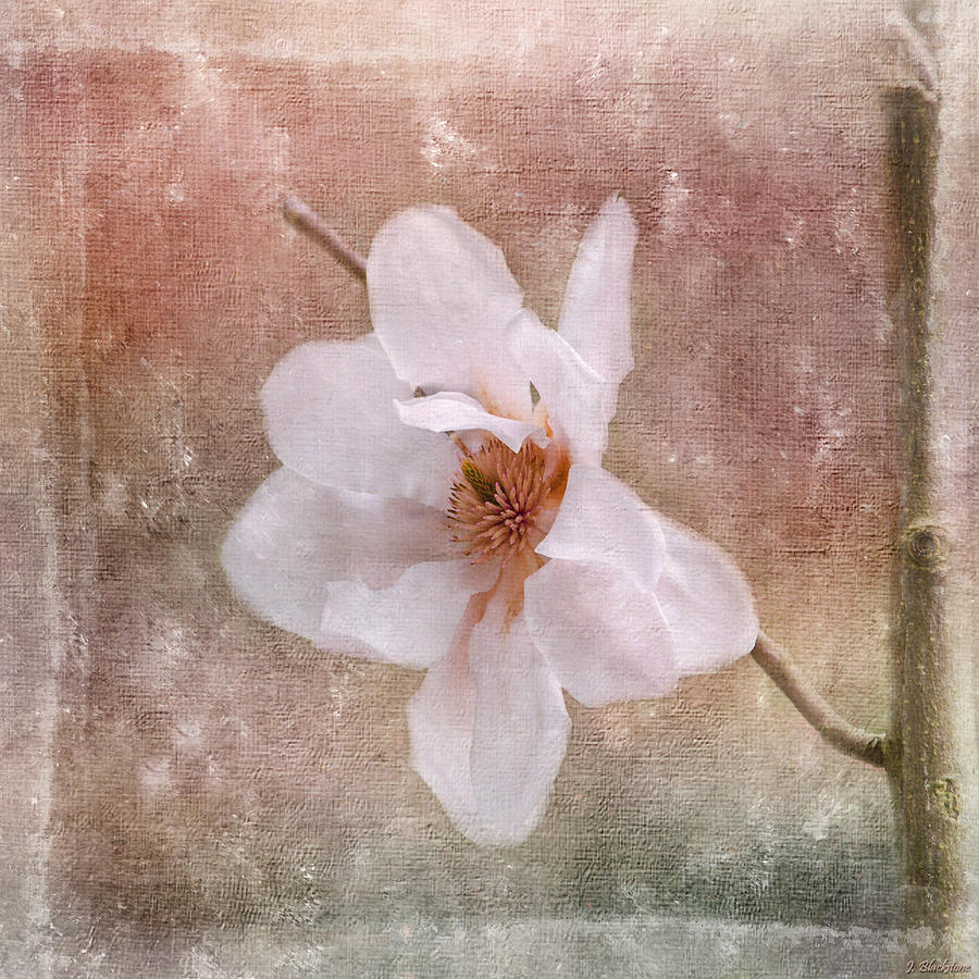 Magnolia Movie Painting - Flower Art - Nature Reminds Us by Jordan Blackstone