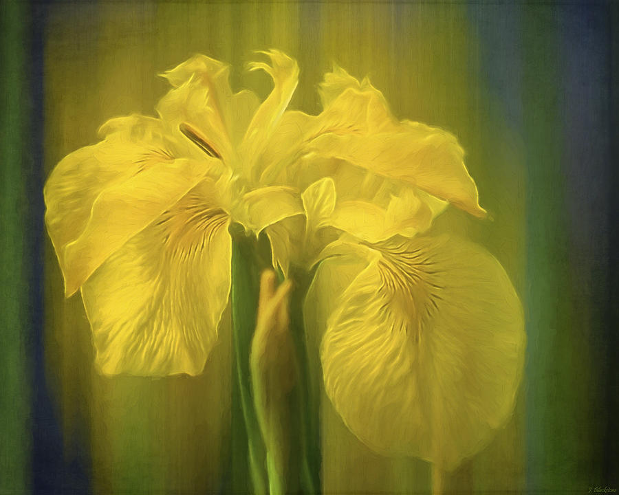 Iris Painting - Flower Art - The Color Of Love by Jordan Blackstone
