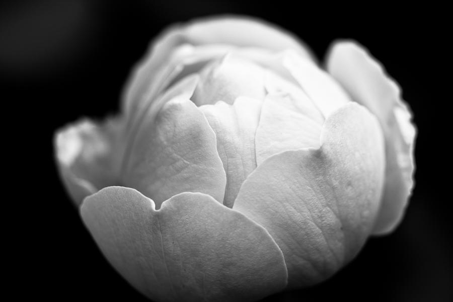 Black And White Photograph - Flower at night by Richard Wallace