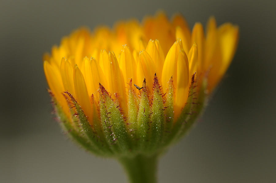 Flower Awakening Photograph by Liz Mackney