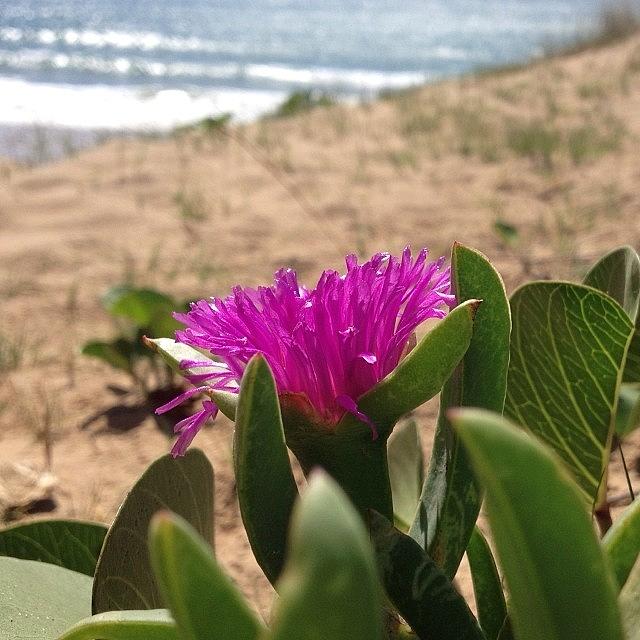 Beach Photograph - #flower #beach #agneswater #australia by Kyle Marsh