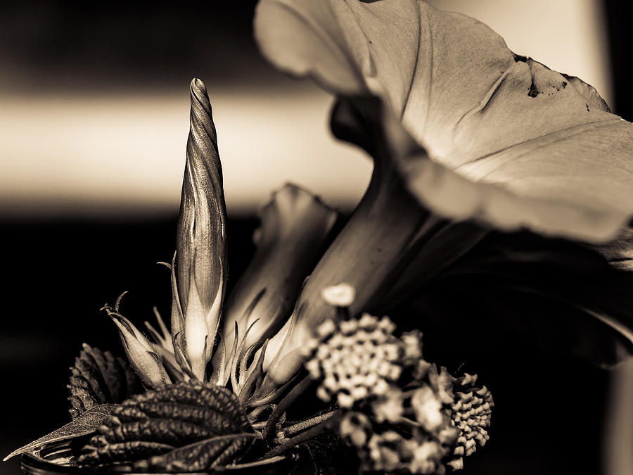 Flower Beauty II Photograph by Marco Oliveira