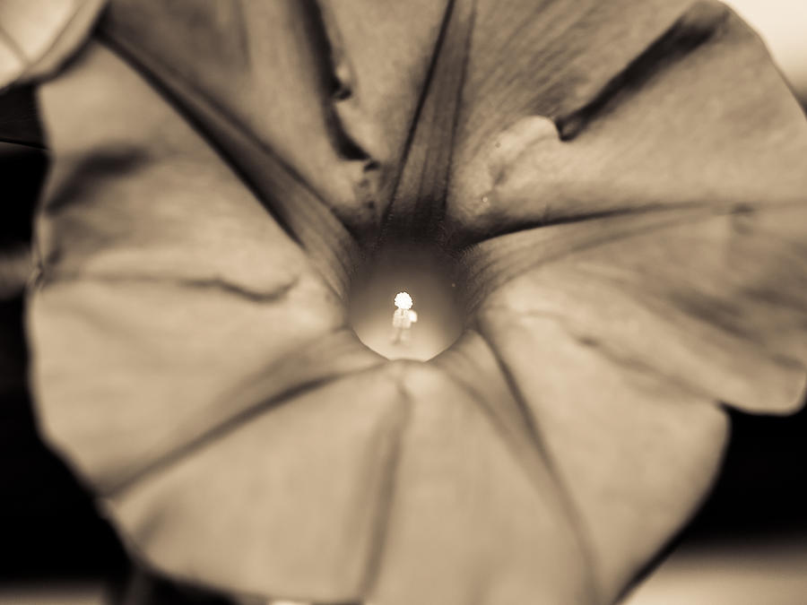 Up Movie Photograph - Flower Beauty by Marco Oliveira