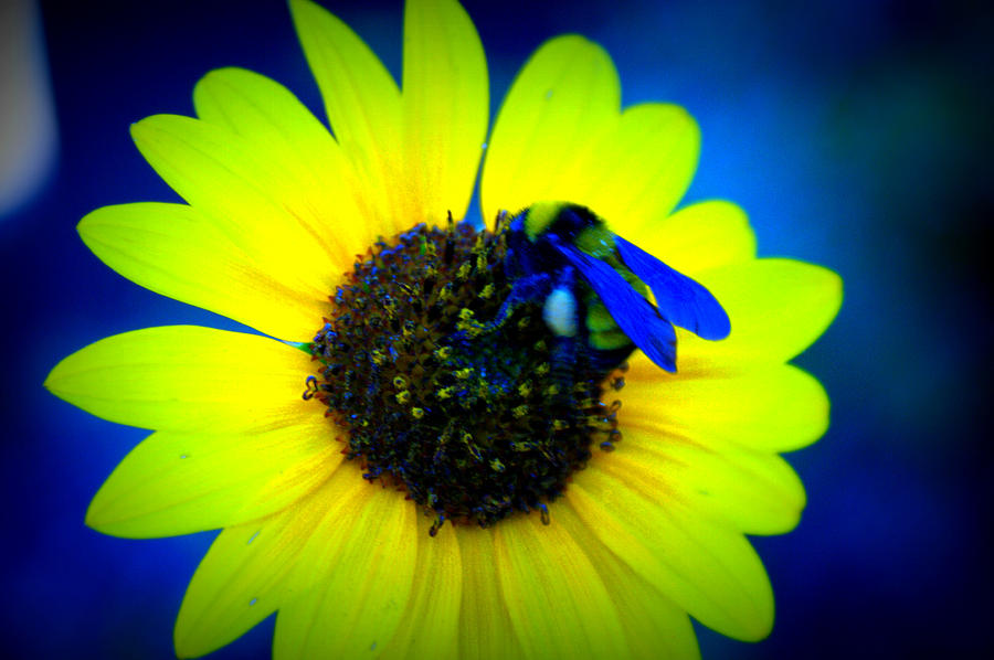 Flower Bee Photograph by Kasie Morgan