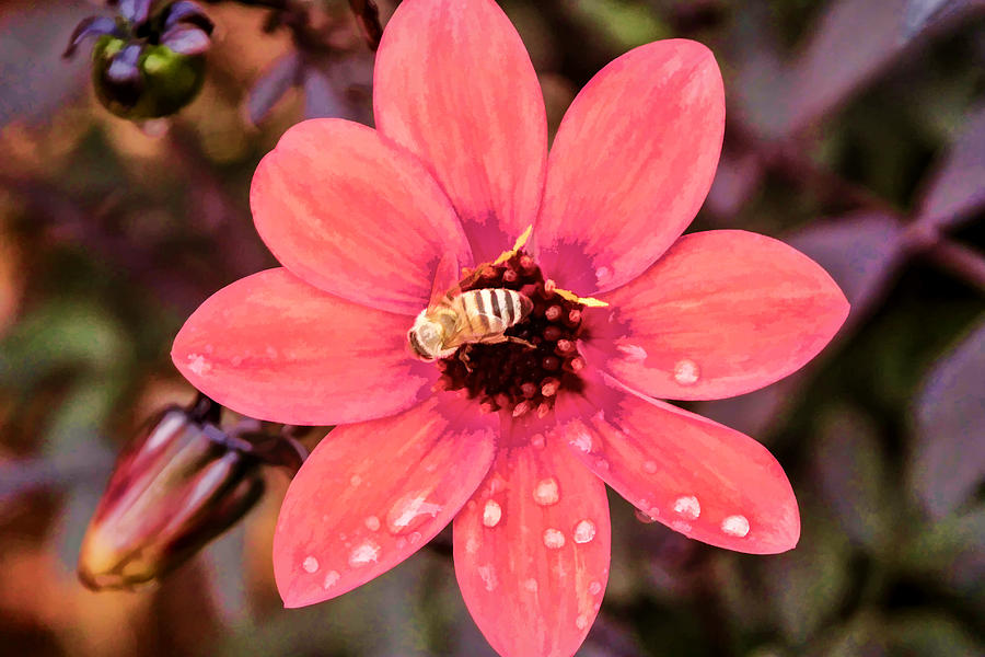 Flower Bee Digital Art by Photographic Art by Russel Ray Photos