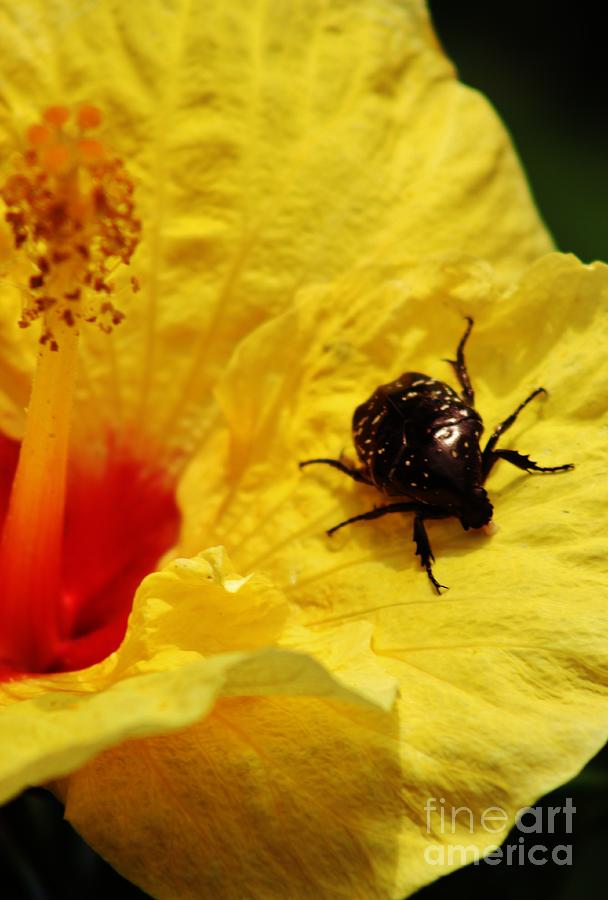 Flower Beetle with Good Taste Photograph by Craig Wood
