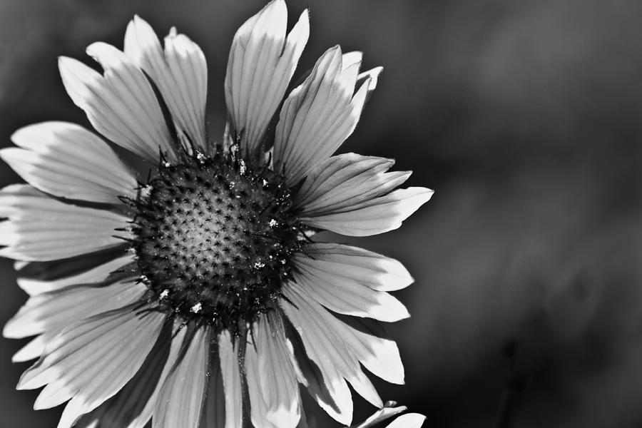Flower Black and White #1 Photograph by Beth Venner