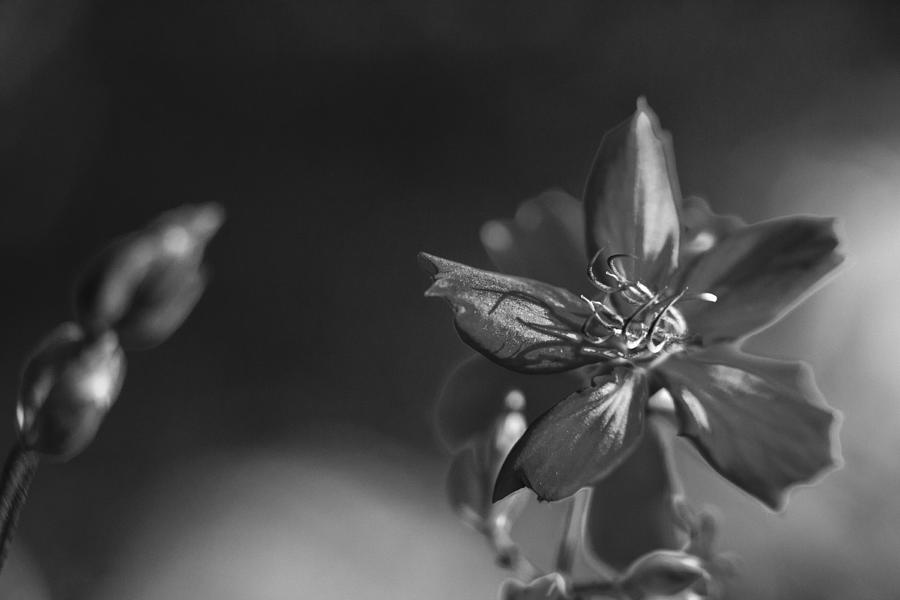 Flower Black And White Photograph by Bradley R Youngberg