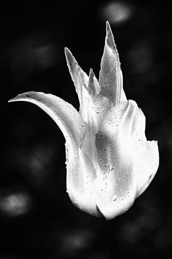 Flower Black and White Photograph by Martina Schmidt - Fine Art America