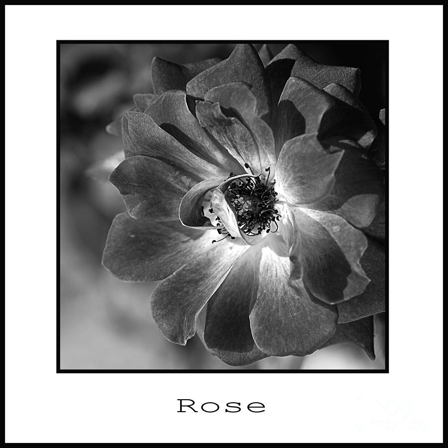 Flower-black And White Rose Photograph by Joy Watson