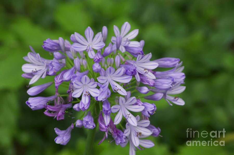  Agapanthus  -   Austin Botanical Gardens -  Luther Fine Art Photograph by Luther Fine Art