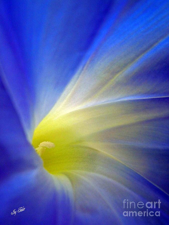 Flower Blues Photograph by Joy Tudor