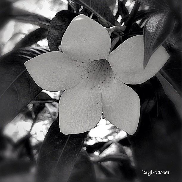 Flower Photograph - Flower bouquet in Bnw by Sylvia Martinez