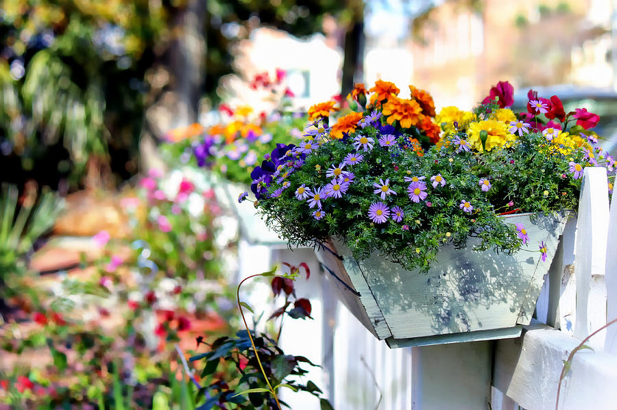 Flower Box and a Picket Fence Photograph by Lynn Jordan