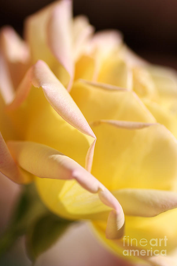 Flower-bright Yellow-rose With Pink Photograph by Joy Watson