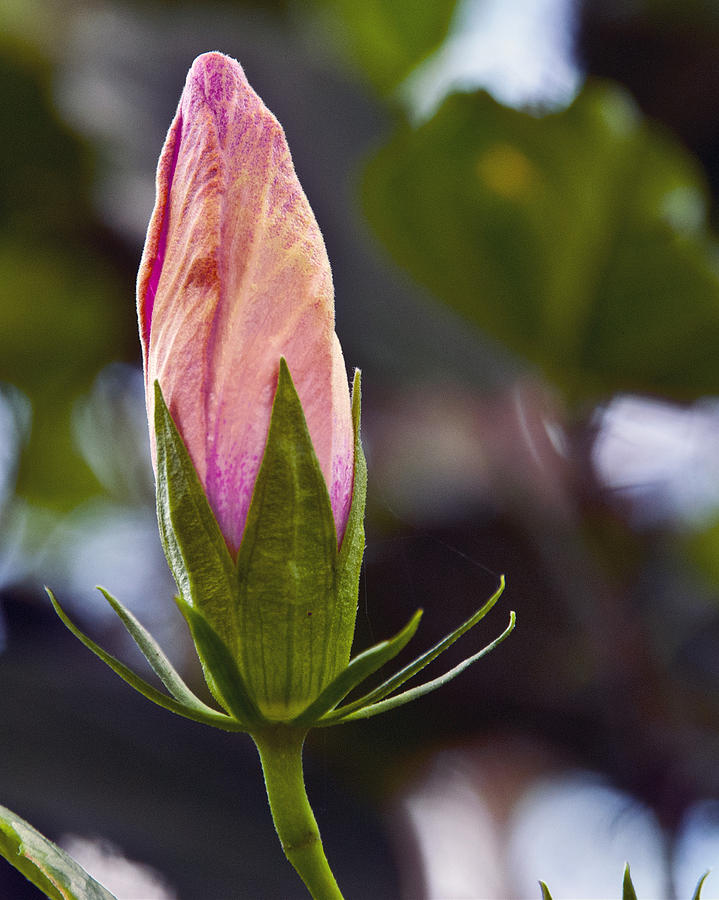Flower Bud Photograph by Diane Bell
