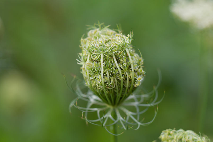 Flower Bud Photograph by John Hoey