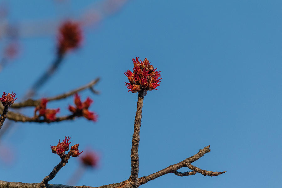 Flower Bud Photograph