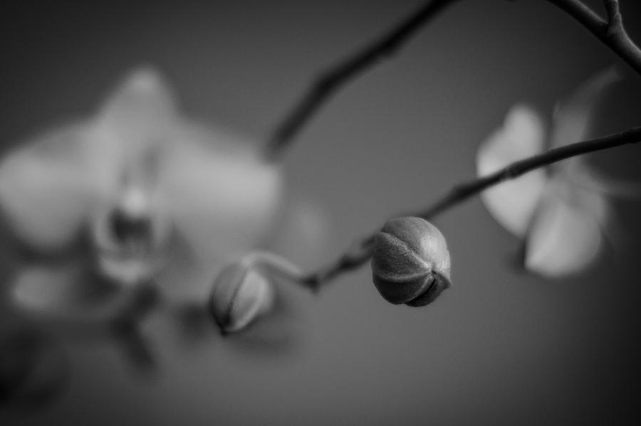 Flower Bud Photograph by Tom Gort