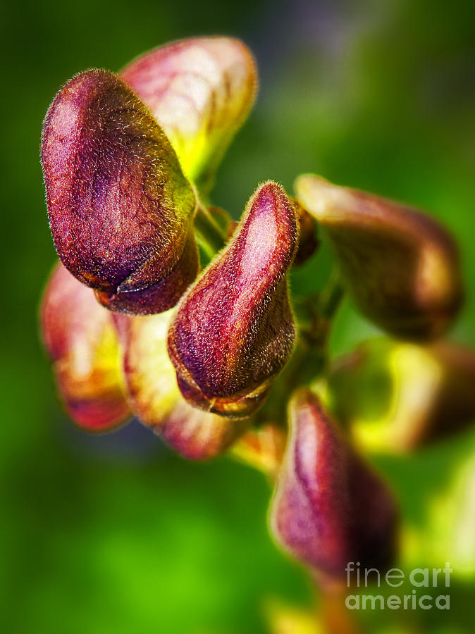 Wolfs bane flower buds against a green background Photograph by Nick  Biemans